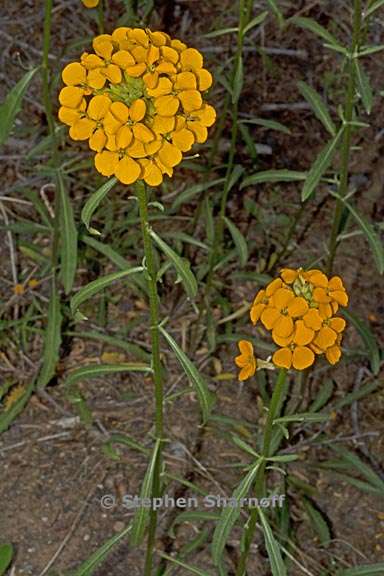 erysimum capitatum 6 graphic